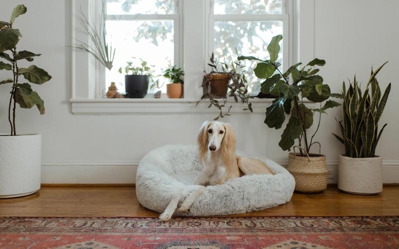 large dog sits in its bed under a windowsill full of potted plants