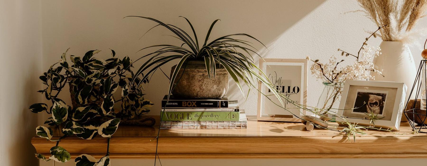 bureau top decorated with potted plants, books and framed pictures